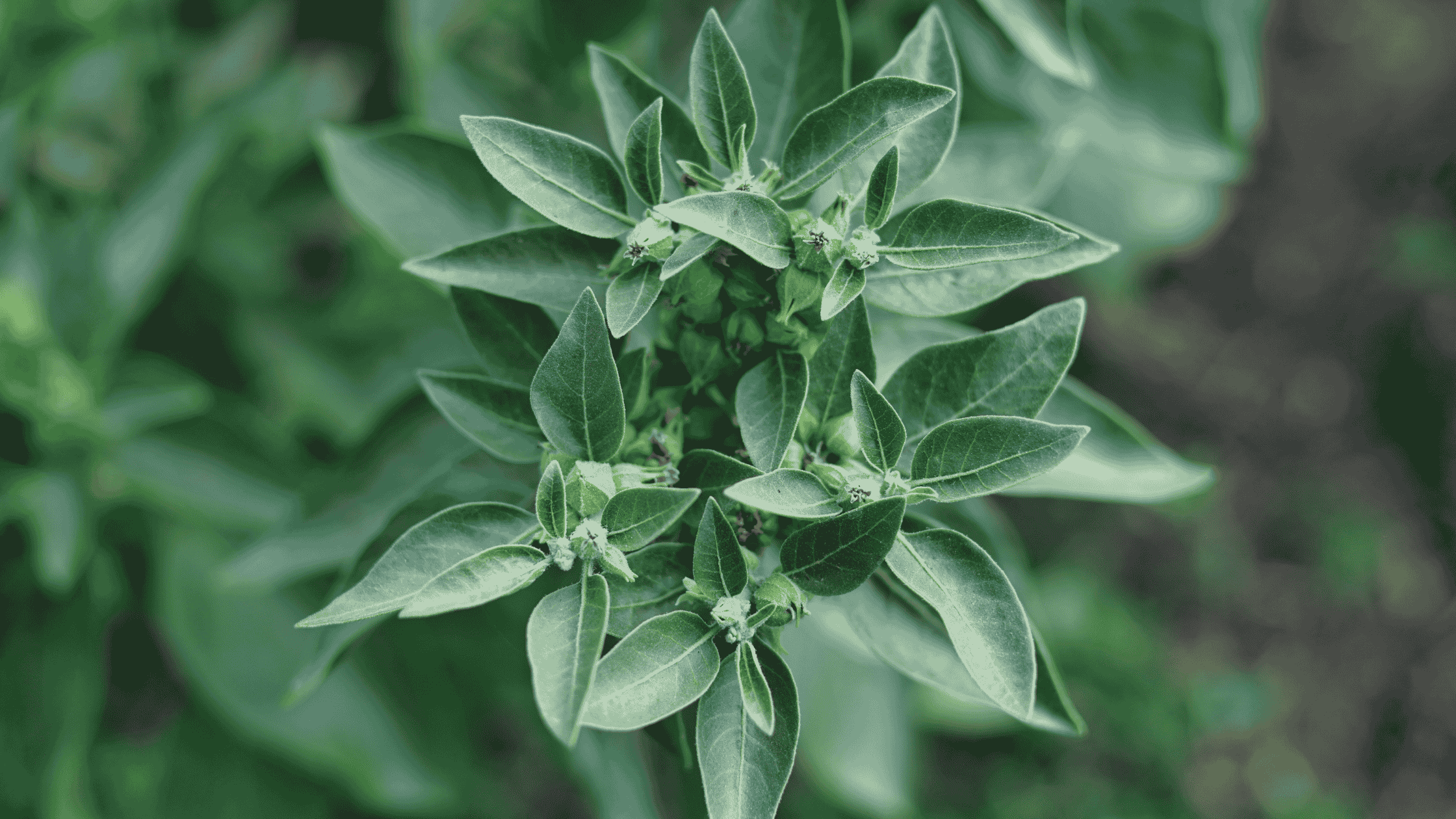 plante ashwagandha