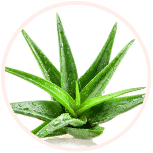 ALOE BARBADENSIS