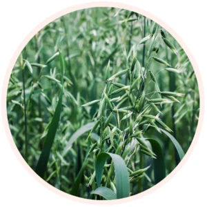 AVENA SATIVA KERNEL EXTRACT