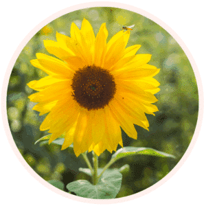 HELIANTHUS ANNUUS HYBRID OIL
