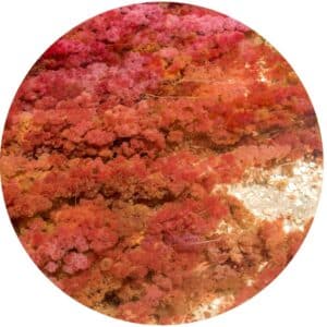 visuel algue rouge