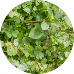 Detox _ desmodium Desmodium