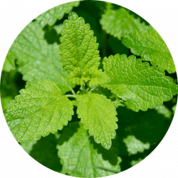 Eq feminin – melisse Mélisse