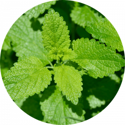 Eq feminin – melisse Mélisse
