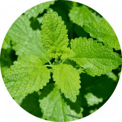 Eq feminin – melisse Mélisse