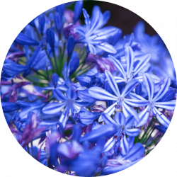 Gel intime _ extrait de muguet bleu Extrait de muguet bleu