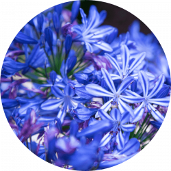 Extrait de muguet bleu