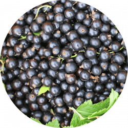 Infusion _ Cassis Cassis