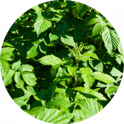 Feuilles de framboisier