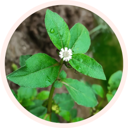 POUDRE DE FEUILLE DE BHRINGARAJ