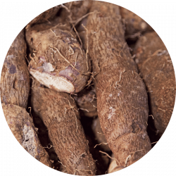 Serum corps _ yam Yam