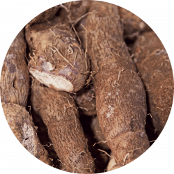 Serum corps _ yam Yam