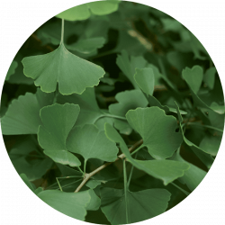 Ginkgo