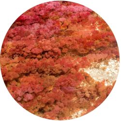 visuel algue rouge